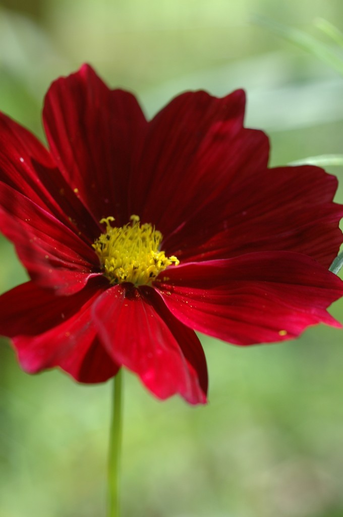 Cosmos bipinnatus ‘Rubenza’ | PlantsWise